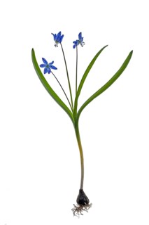 Squill