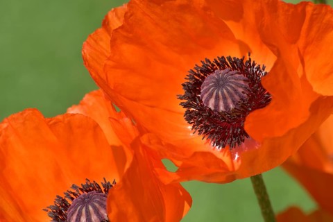 Giant poppy