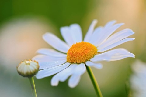 Ox-eye daisy