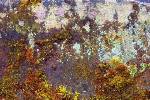 Mossy sand-lime brick