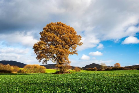 Solitary oak