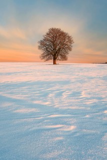 Solitary horse chestnut