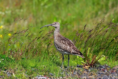 Whimbrel