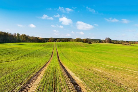 Field with winter seed under blue sky with clouds in autumn