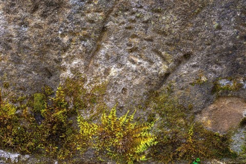 Mossy sand-lime brick