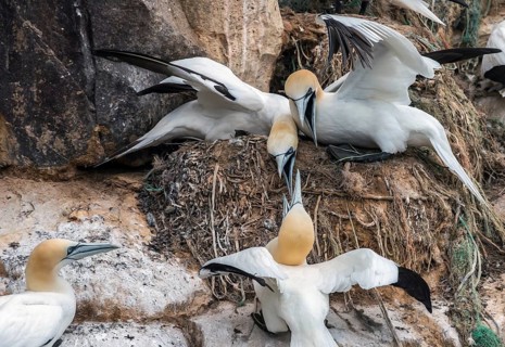 Northern gannet