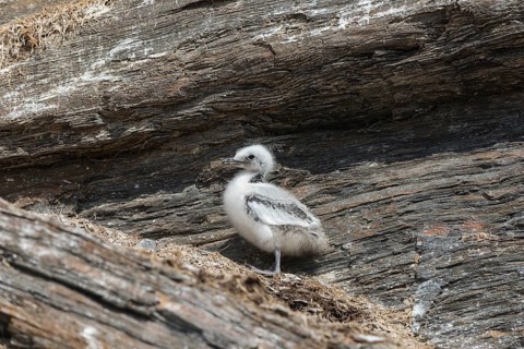 Kittiwake