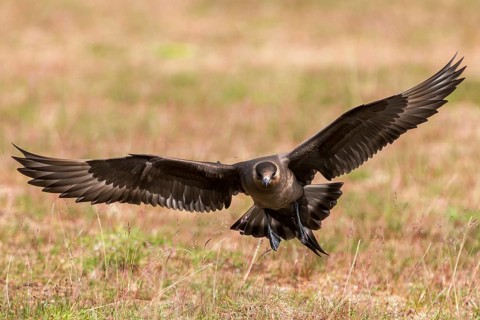 Arctic skua