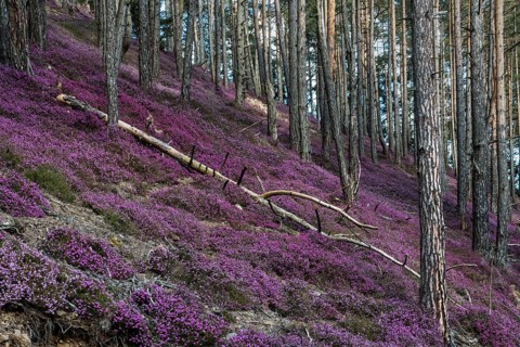 Flowering snow heather