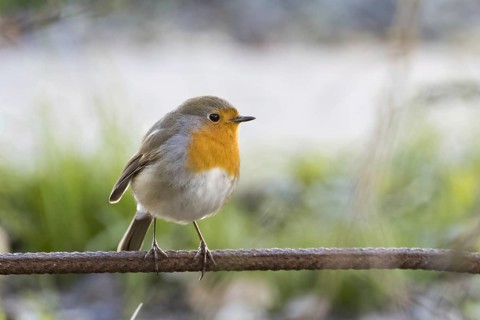 European robin