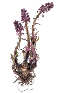 Butterbur