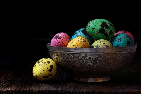Coloured quail eggs in shell