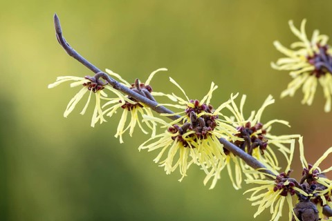 Witch-hazel