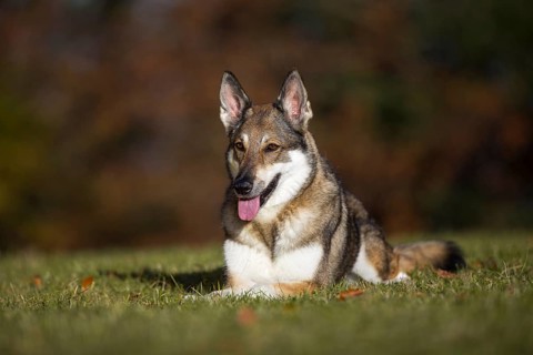 Shepherd dog mixed-breed