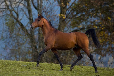 Brown thoroughbred arabian stallion in front of autumnal scenery
