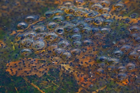 Spawn balls of moor frogs