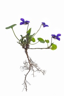 Wood violet