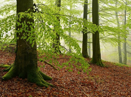 Beech forest with fog in early spring