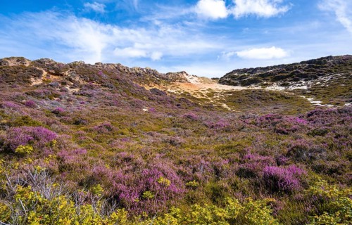 Dunes and heath landscape