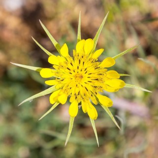 Western salsify