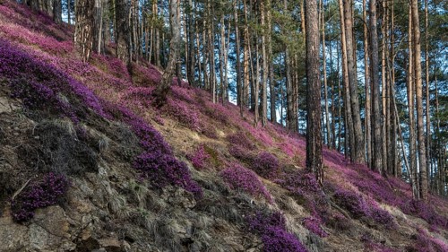 Flowering snow heather
