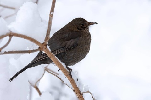 Blackbird