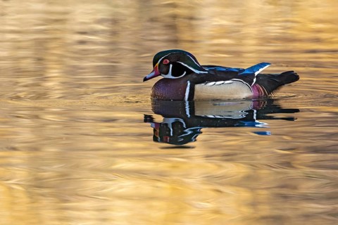 Wood duck