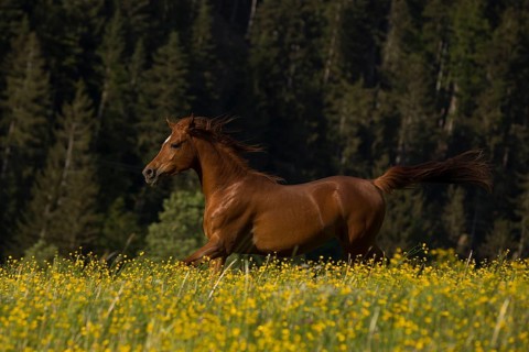 Young thoroughbred Arabian mare gallops over the flower meadow
