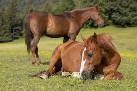 Sleeping warmblood gelding on pasture