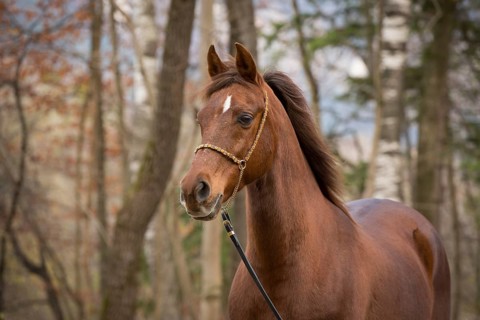 Thoroughbred Arabian gelding chestnut in autumn portrait with decorative halter