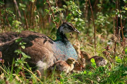 Peacock hen with 1 day old chicks
