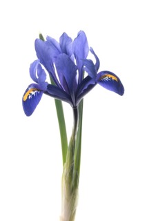 Flower of a reticulated iris