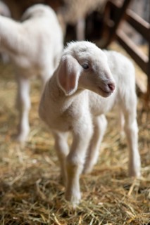 Lamb