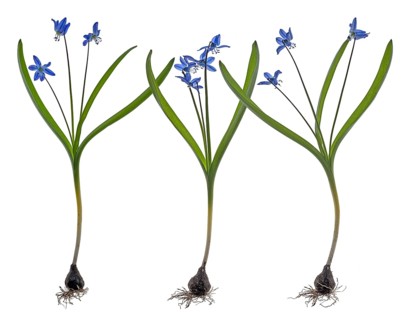 Squills