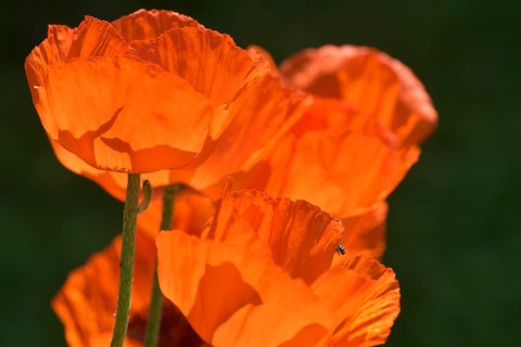 Giant poppy