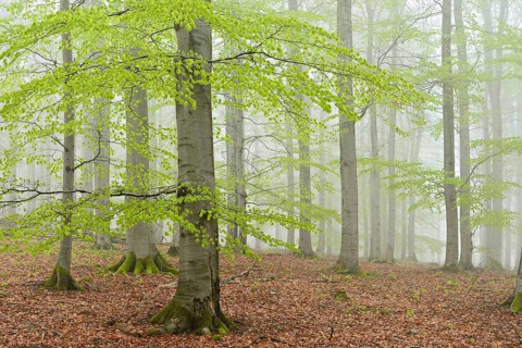 Beech forest with fog in early spring