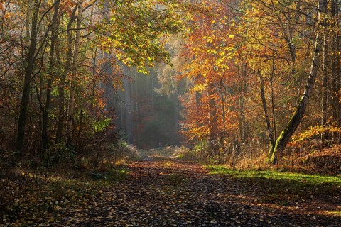 Hiking trail through mixed forest in autumn