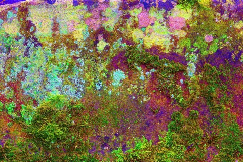 Mossy sand-lime brick