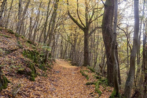 Yellow carpet of leaves on hiking trail