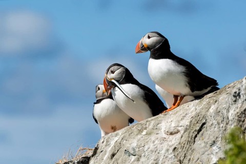 Puffin