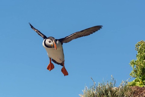 Puffin