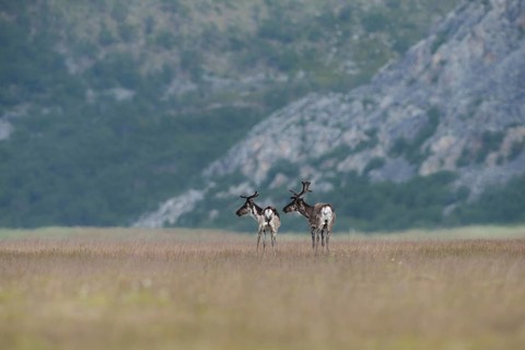 Reindeer