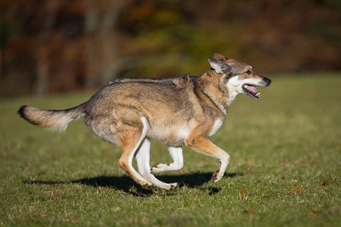 Shepherd dog mixed-breed