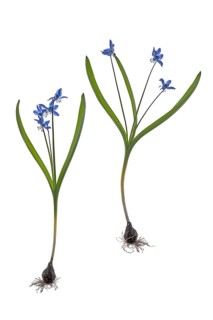 Squills