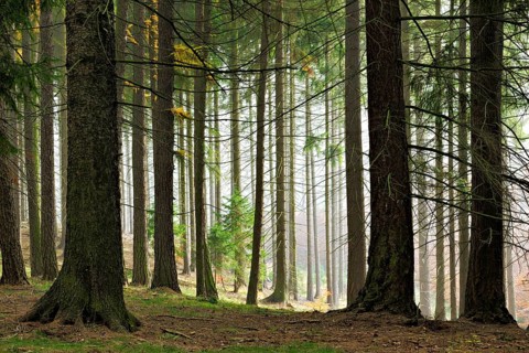 Misty forest in autumn