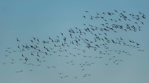 Brent Goose