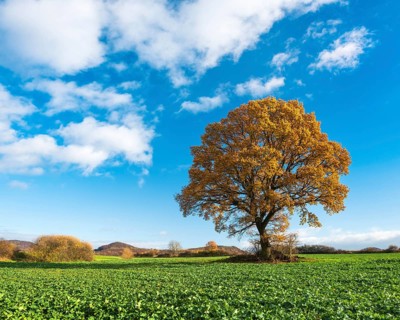 Solitary oak