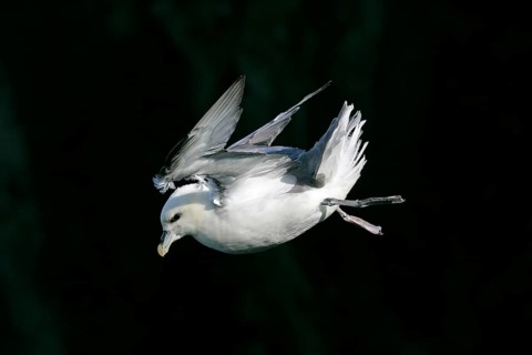 Northern fulmar