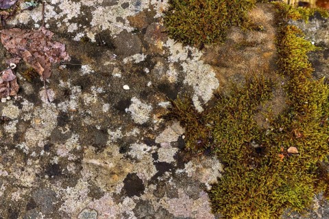 Various mosses on a lime sandstone