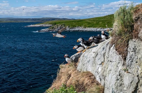 Puffin